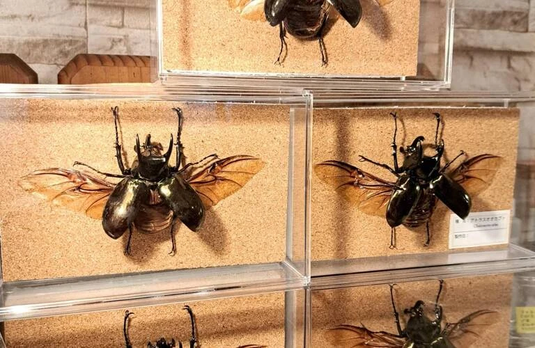 プロの技術があなたのものに！簡単かつ超本格的な標本キットが誕生！苔丸インテリア