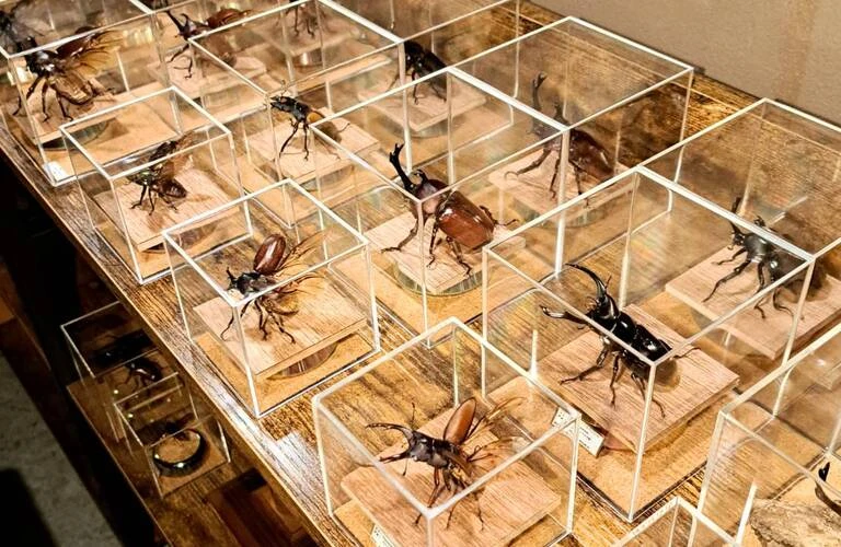 芸術の秋はこれで決まり！超本格派昆虫標本づくりができる標本キット 苔丸インテリア