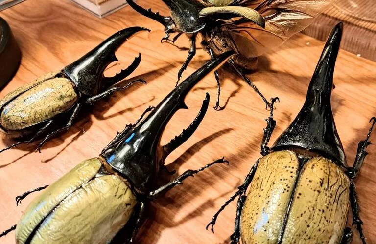 面白い自由研究はコレ！本格的な標本づくりキット誕生　苔丸インテリア