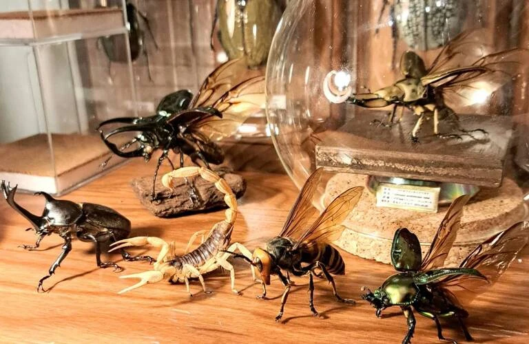 昆虫標本製作はプロに任せよう！高い技術・信頼・実績　苔丸インテリア