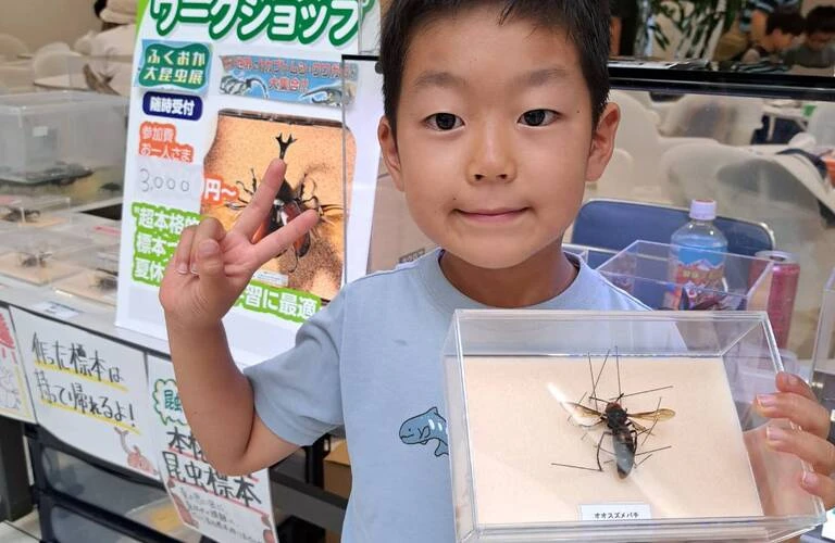 昆虫標本キット 標本づくりが魔法のように上達する魅惑の商品；苔丸インテリア