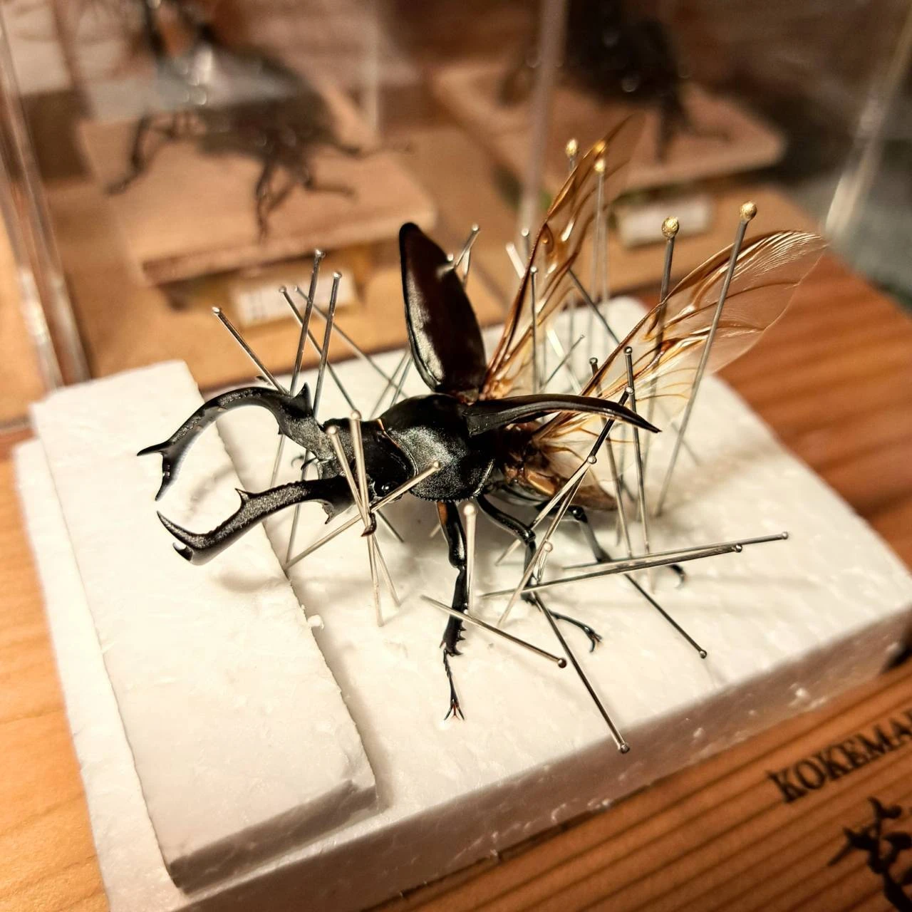 昆虫アーティスト 近藤一起 プロの技術でオーダー製作いたします；苔丸