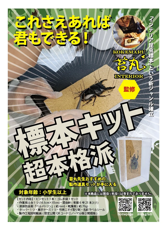 苔丸標本キットがYouTubeで話題！昆虫標本の世界を体験しよう
