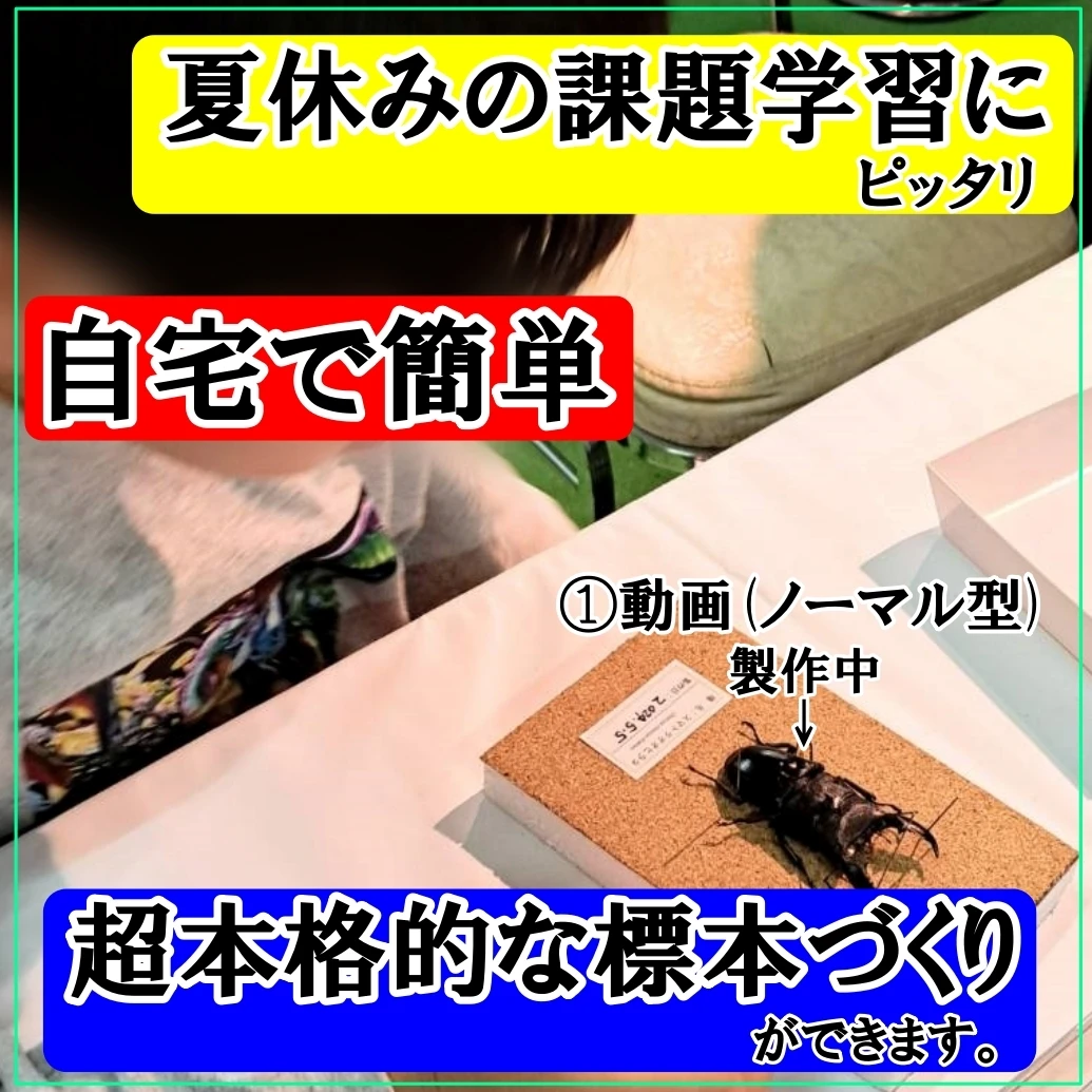 苔丸標本キットの魅力