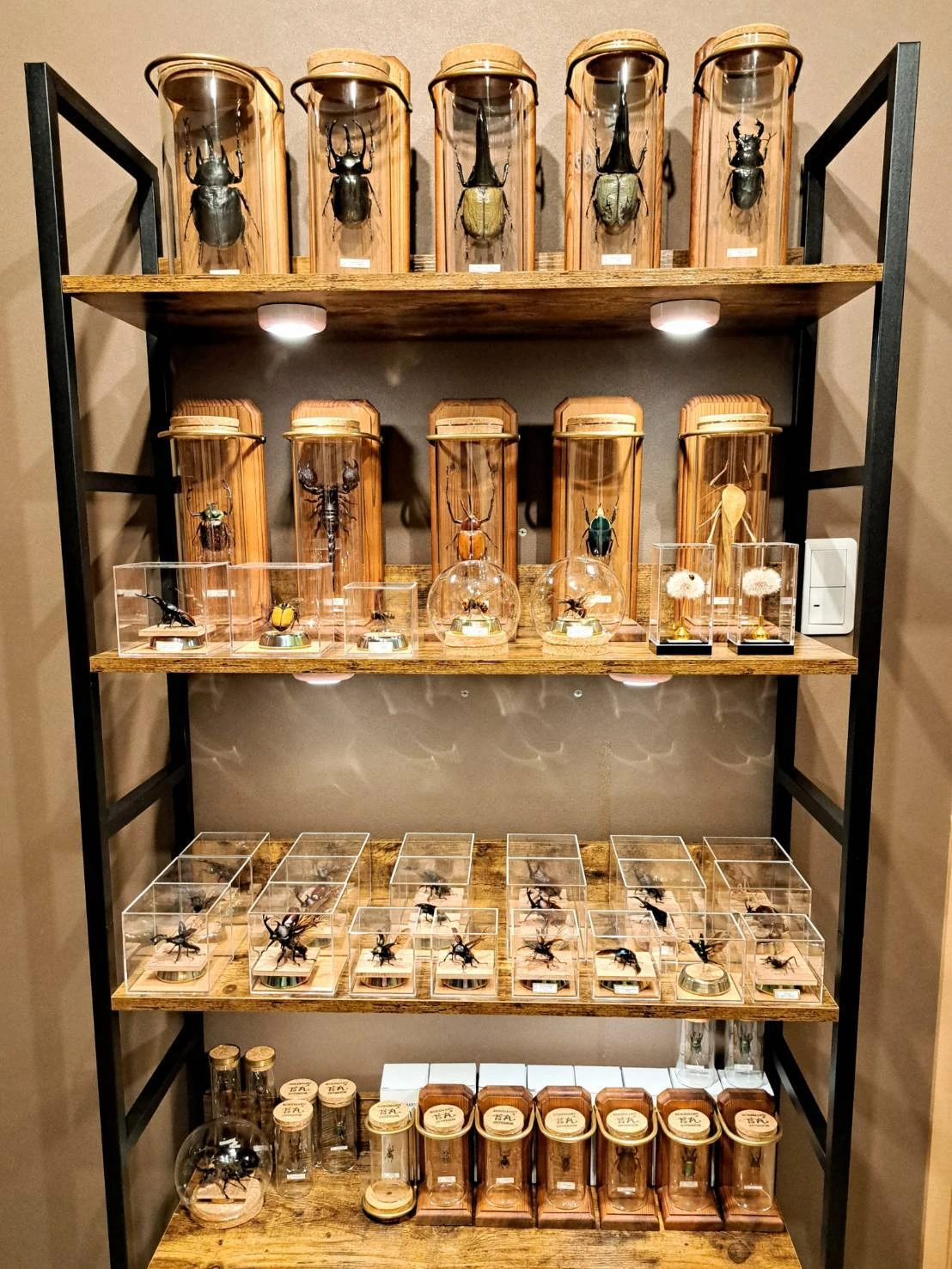 標本専門店 苔丸 KOKEMARU 2024年11月オープン予定！大人気の