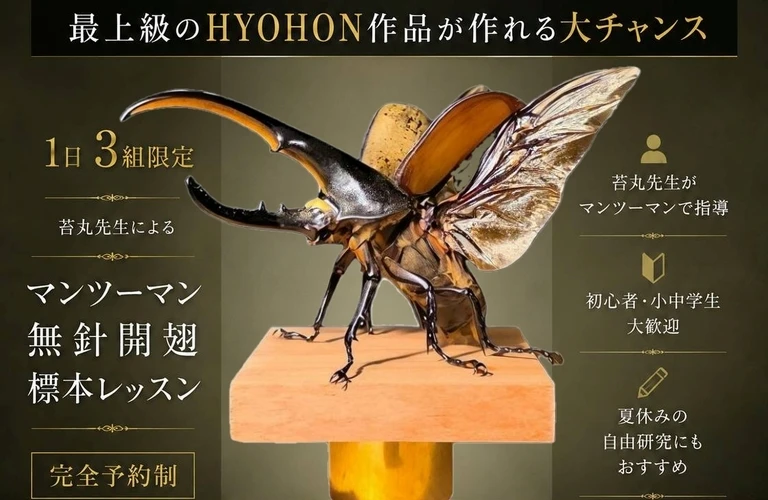 夏休み限定｜昆虫標本教室（無針開翅標本レッスン）【東大阪】；苔丸インテリア