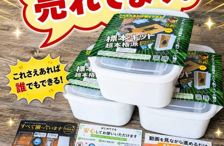本格派の昆虫標本キット リピーター続出の大人気ヒット商品！；苔丸インテリア