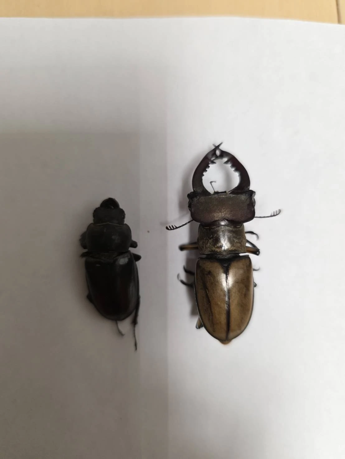 4. 持ち込む昆虫について