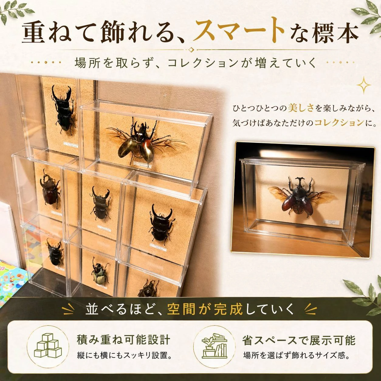 昆虫標本の楽しさを知ろう