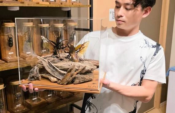 昆虫標本のオーダー制作・依頼｜苔丸インテリア