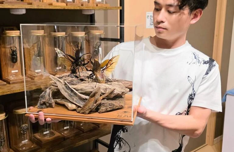昆虫標本のオーダー制作・依頼｜苔丸インテリア