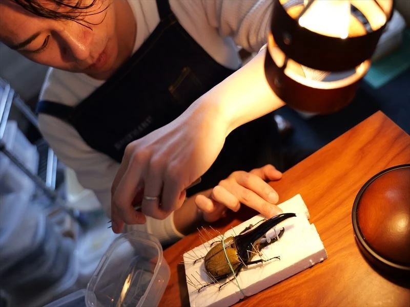 昆虫標本作りの専門家になりましょう！