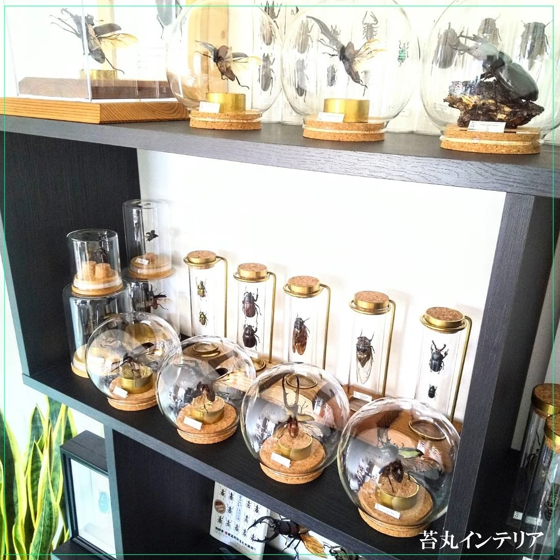 おしゃれなケースやドームに入れてお届け