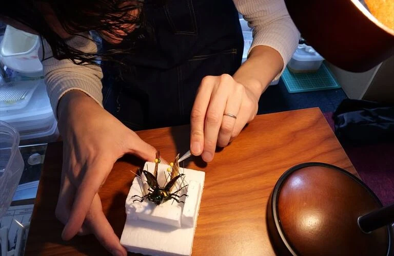 美と命の融合。昆虫標本の美術品製作サイト