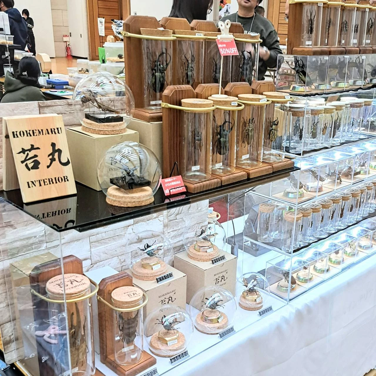 魅力溢れる昆虫標本を手に入れよう
