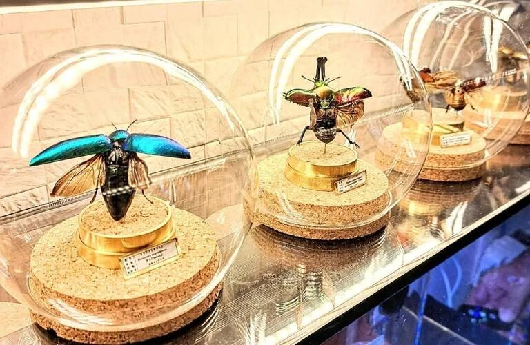 色とりどりの昆虫たちが織りなす幻想の世界へようこそ！