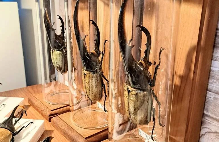 魅惑の昆虫世界を手に