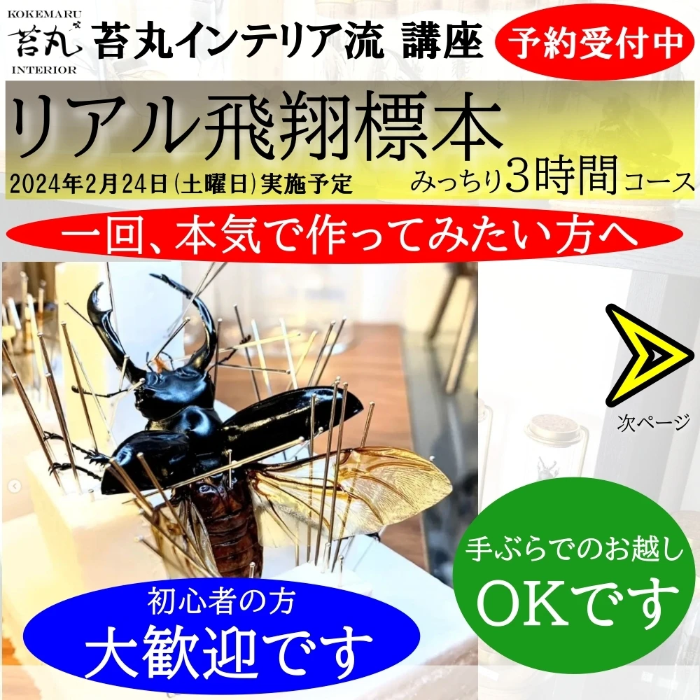 昆虫の美と奇跡を体験
