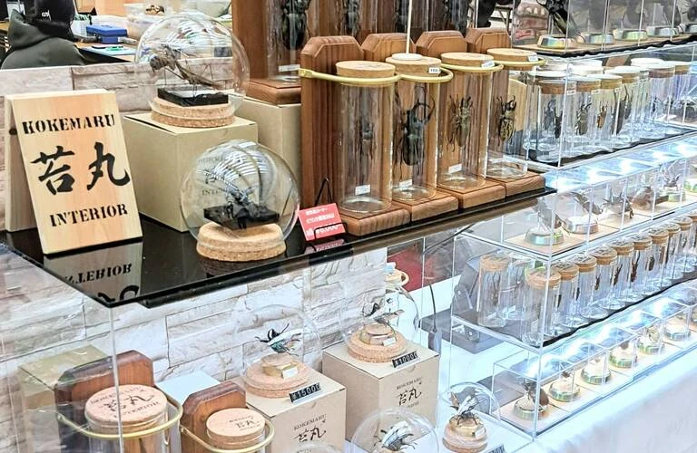 昆虫標本づくりを本格的に体験するなら苔丸インテリアにお任せください！子どもから大人まで楽しめるイベント実施中！