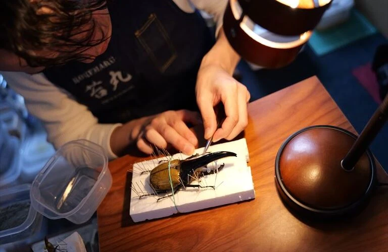 昆虫標本の魅力を最大限に引き出す「インテリア標本」苔丸インテリア