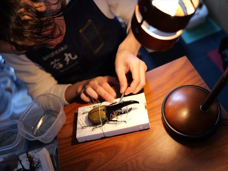 昆虫標本で昆虫の美しさを永遠に。