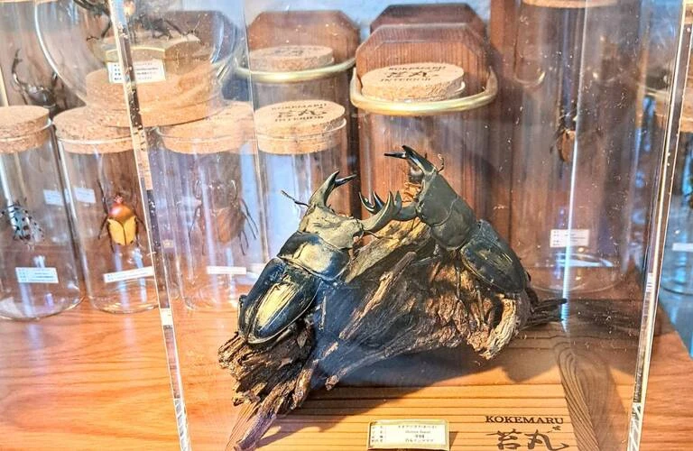 新しいインテリアスタイルを見つける：昆虫愛好家のための自然デザイン