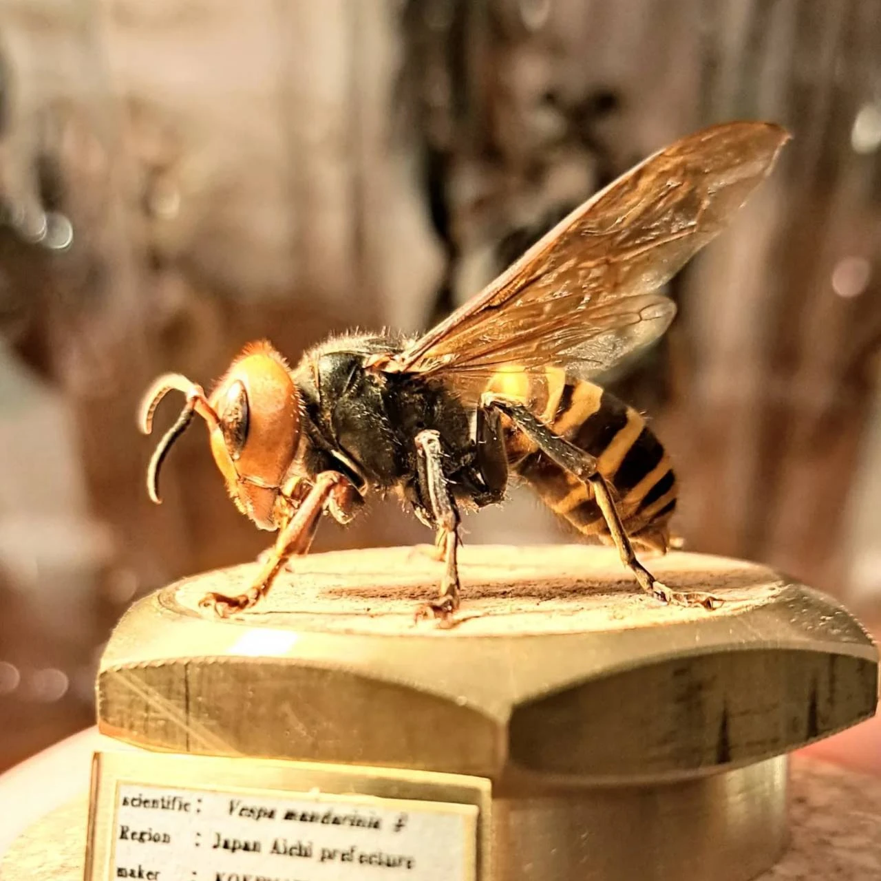 カブトムシの躍動