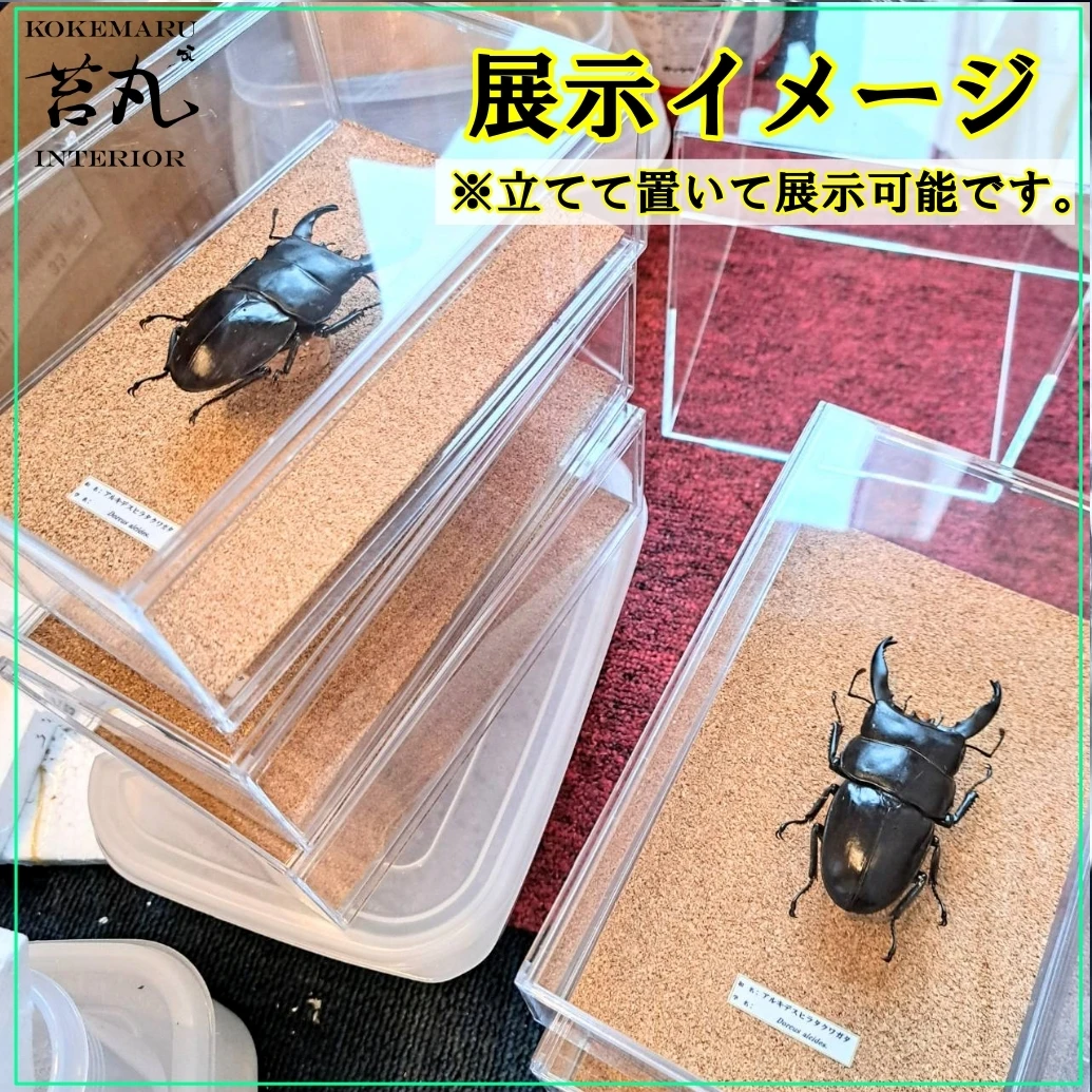 新しい世界を発見