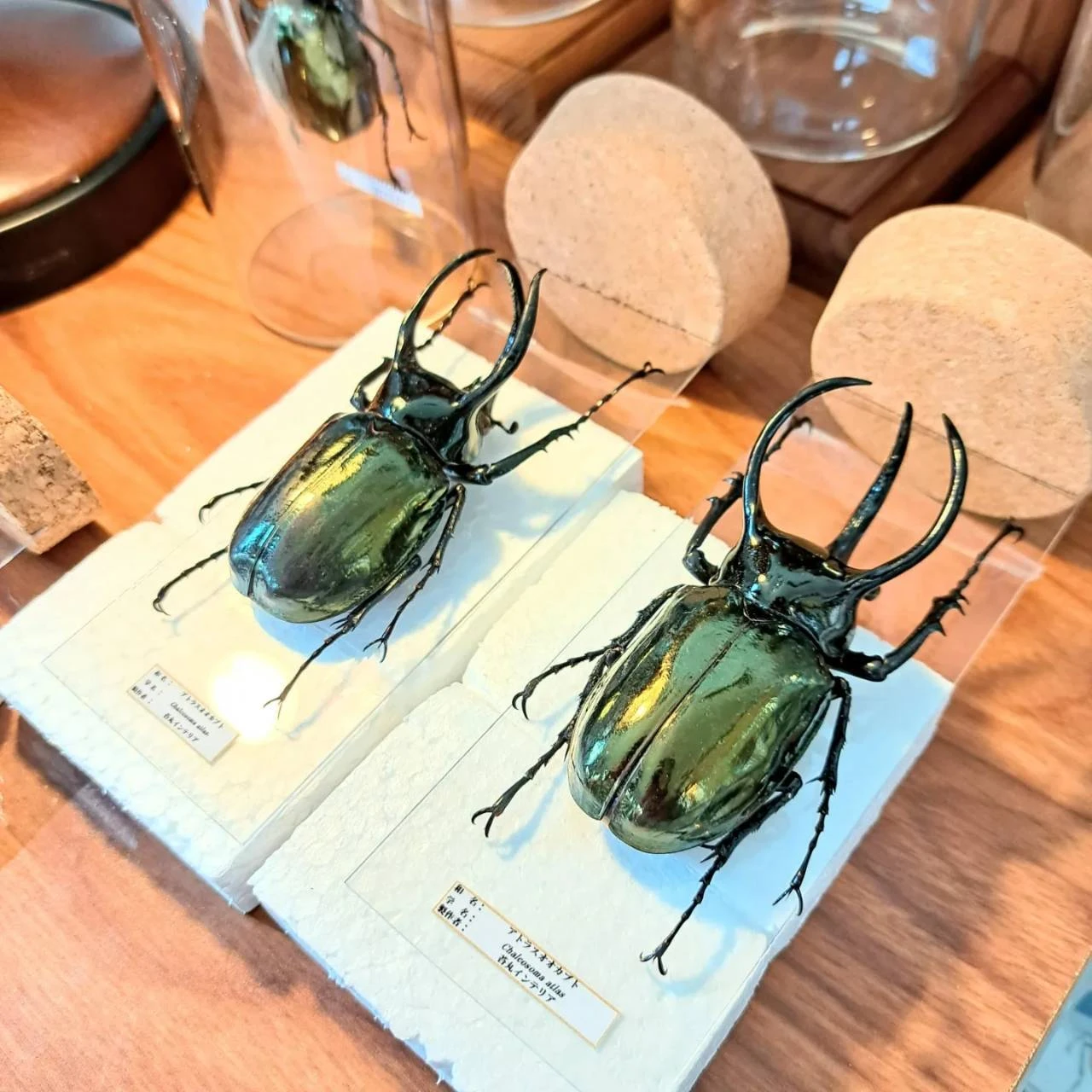珍しい種類も揃う