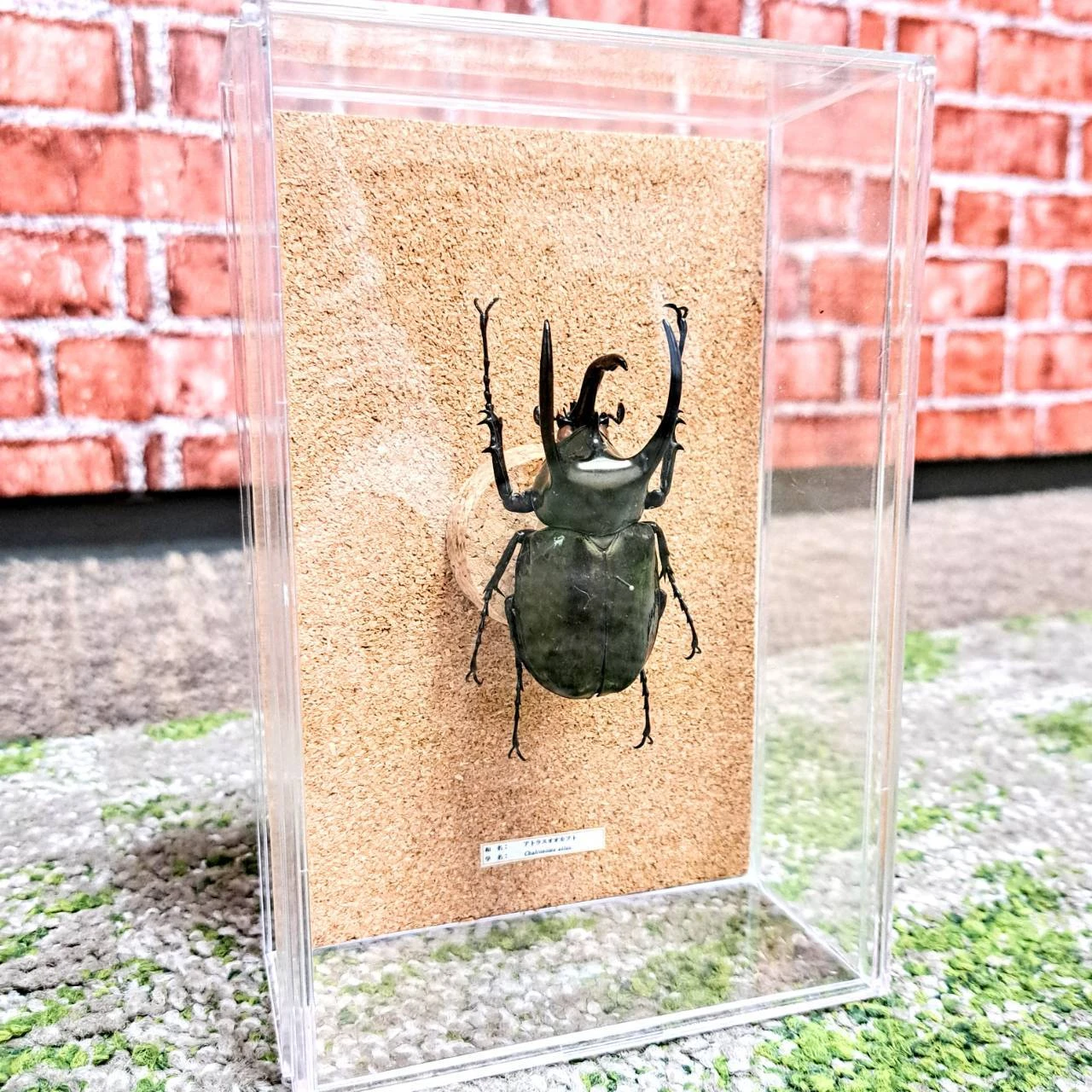 自然からインスピレーションを得る、昆虫標本のアートインテリア