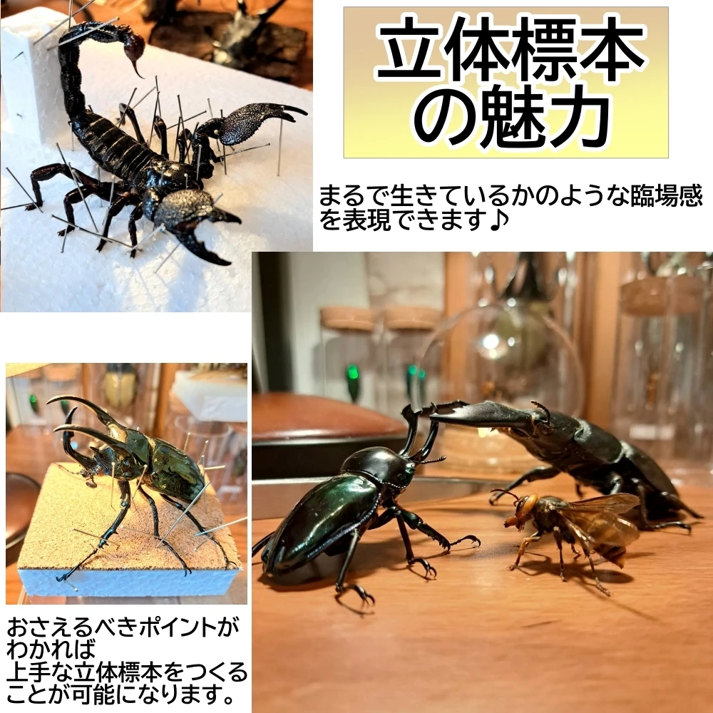 標本教室の魅力