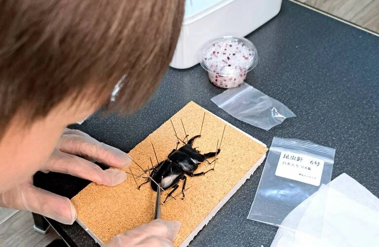 昆虫標本の世界へようこそ！ゴールデンウィーク、大分県で体験しよう