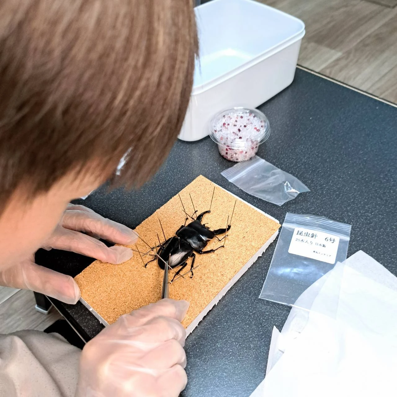 昆虫標本の世界へようこそ！ゴールデンウィーク、大分県で体験しよう