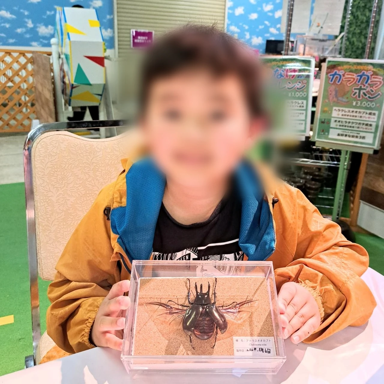 アトラスオオカブトの美しさを体験しよう！