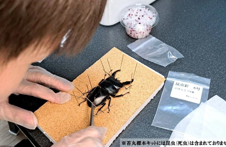 自分だけの昆虫標本キットを手に入れよう！「安い・本格的・分かりやすい」を兼ね備えた一品。苔丸インテリア