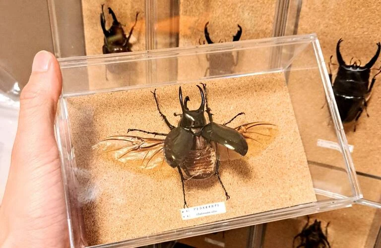 未知の生命体を体験せよ！
